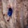 Luca Andreozzi, 10anni su Angioletto Perverso, 7b, pic.  F. Leverone
